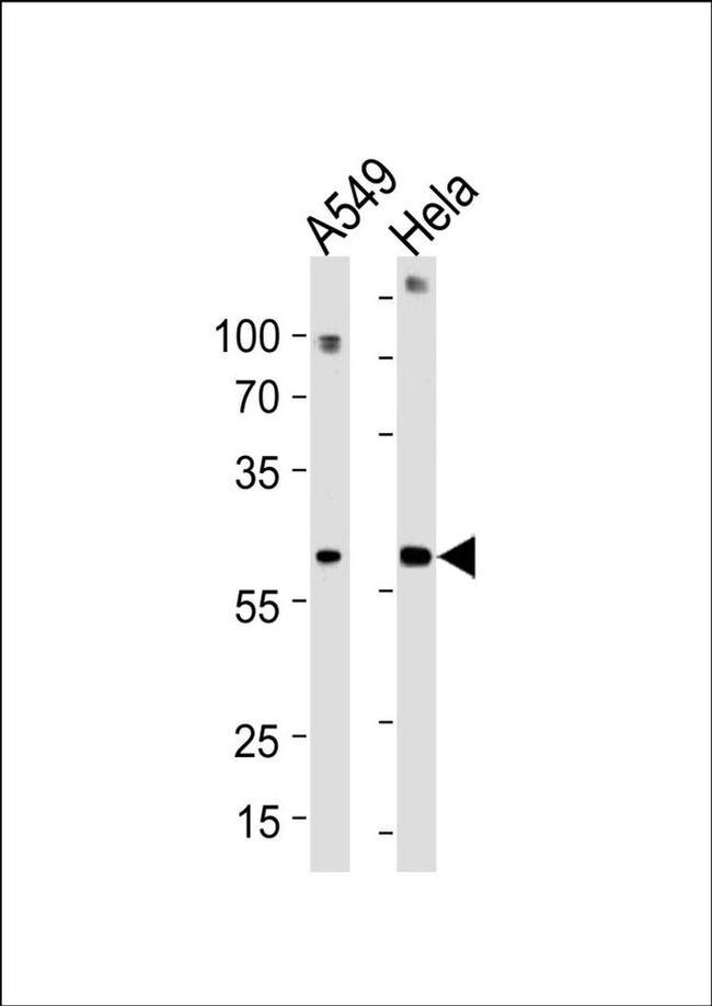 FAM50A Antibody in Western Blot (WB)