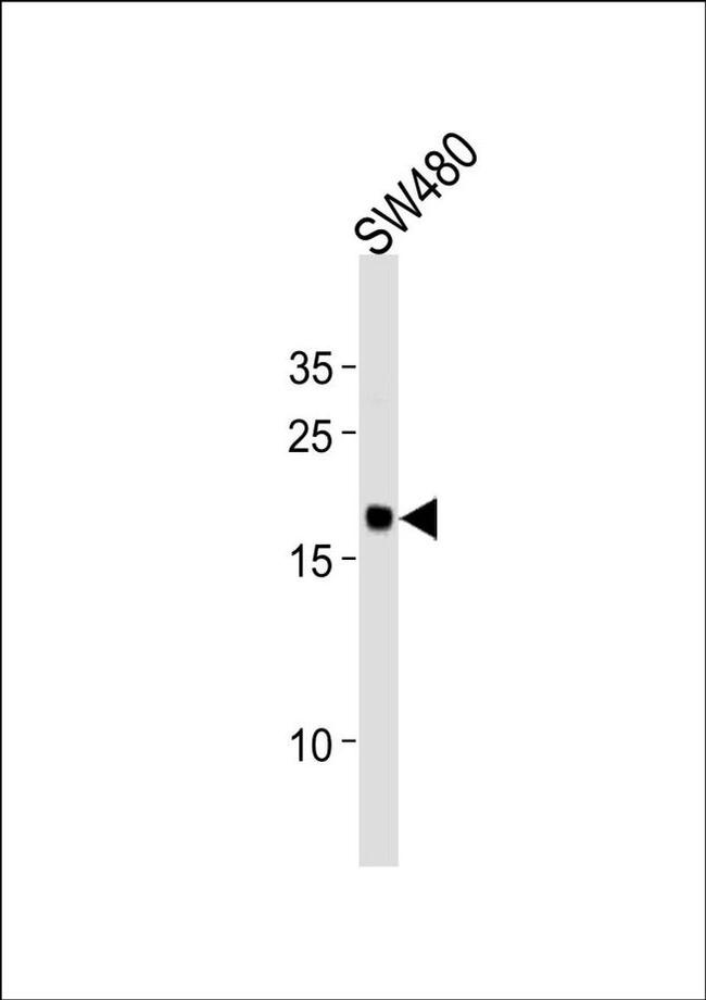 RPL29 Antibody in Western Blot (WB)