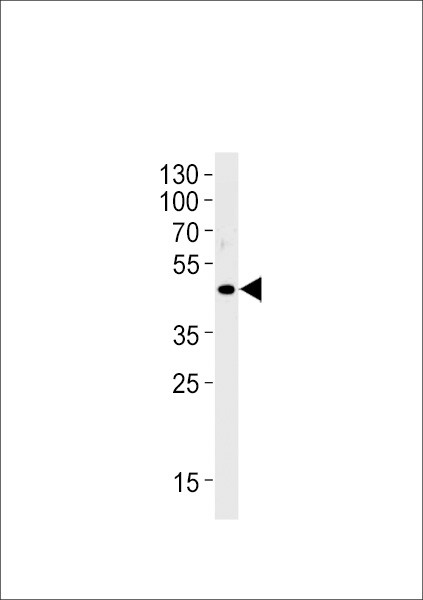 OR51E1 Antibody in Western Blot (WB)