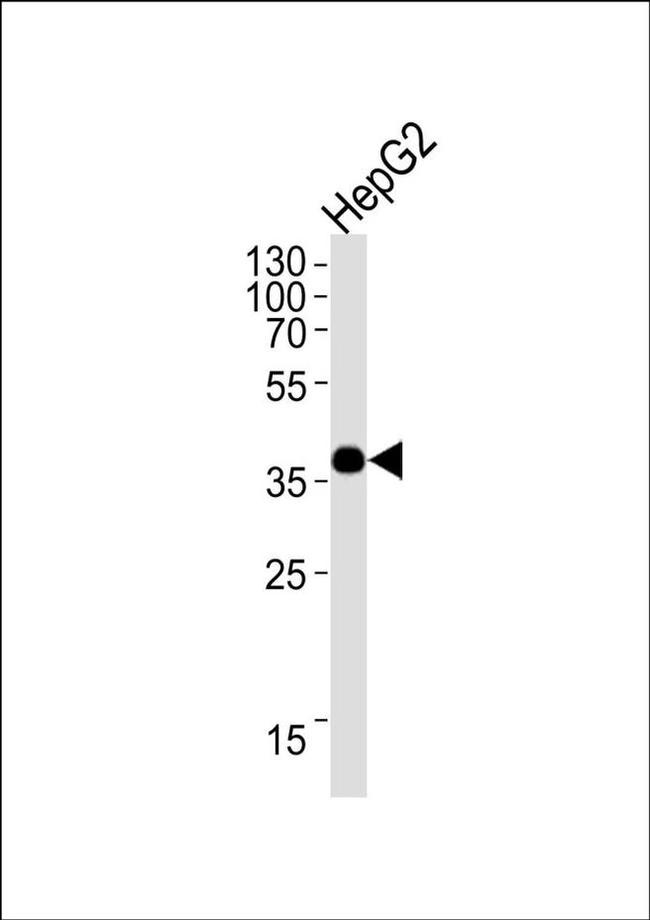 OR1L3 Antibody in Western Blot (WB)