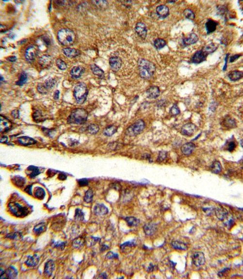 MDH1 Antibody in Immunohistochemistry (Paraffin) (IHC (P))