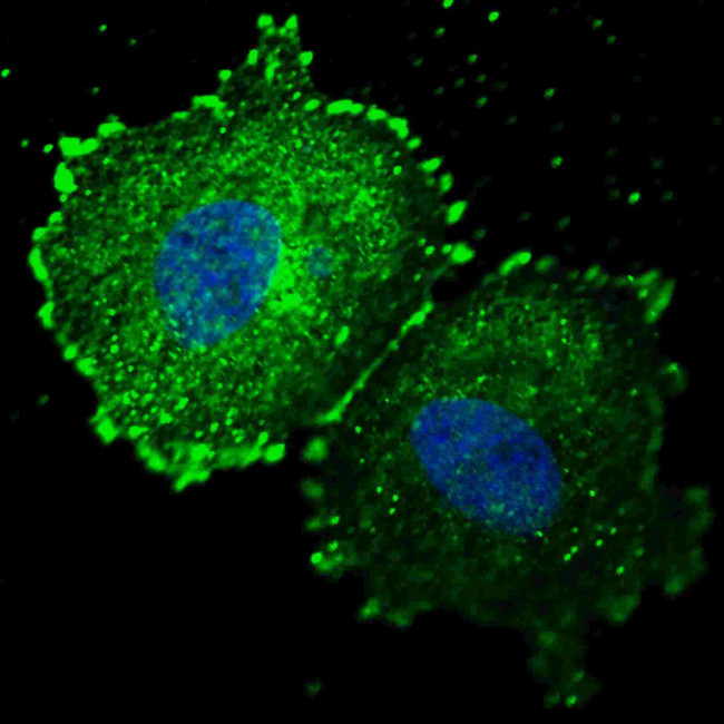 Phospho-ErbB2 (HER-2) (Tyr1005) Antibody in Immunocytochemistry (ICC/IF)