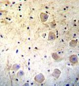 Kallikrein 6 Antibody in Immunohistochemistry (Paraffin) (IHC (P))