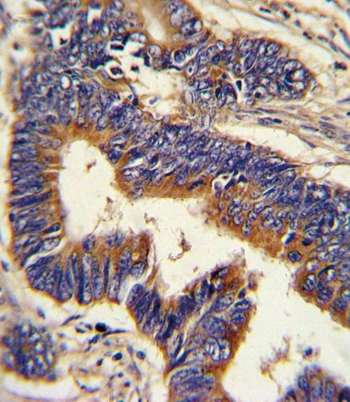 Glucagon Antibody in Immunohistochemistry (Paraffin) (IHC (P))