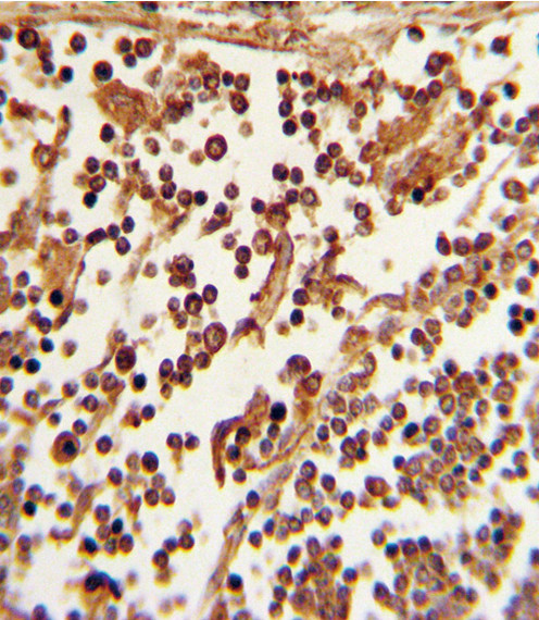 CD62L Antibody in Immunohistochemistry (Paraffin) (IHC (P))