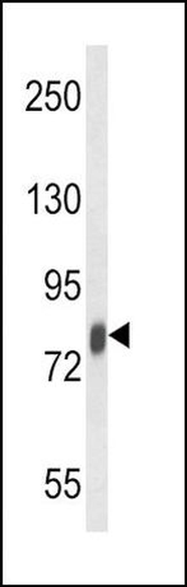 Lactoferrin Antibody in Western Blot (WB)