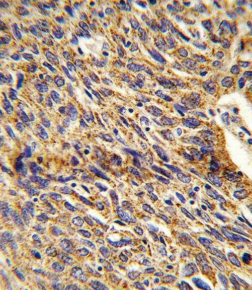 DCI Antibody in Immunohistochemistry (Paraffin) (IHC (P))