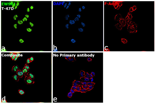 EWSR1 Antibody in Immunocytochemistry (ICC/IF)