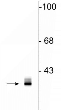 Clavesin Antibody in Western Blot (WB)