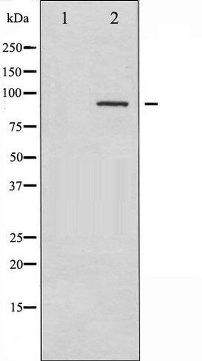 Phospho-SYK (Tyr323) Antibody in Western Blot (WB)