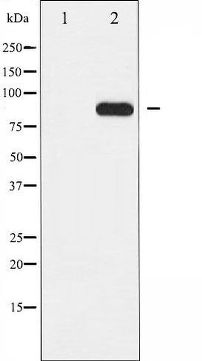 Phospho-IKK alpha (Thr23) Antibody in Western Blot (WB)