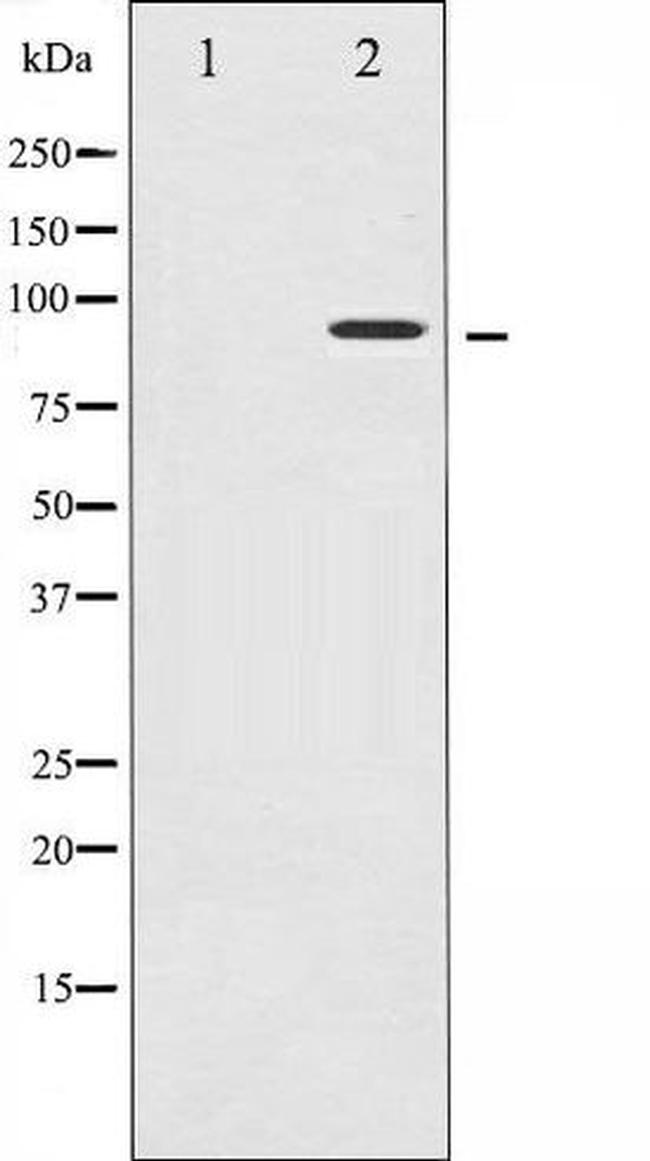 Phospho-MSK1 (Ser212) Antibody in Western Blot (WB)