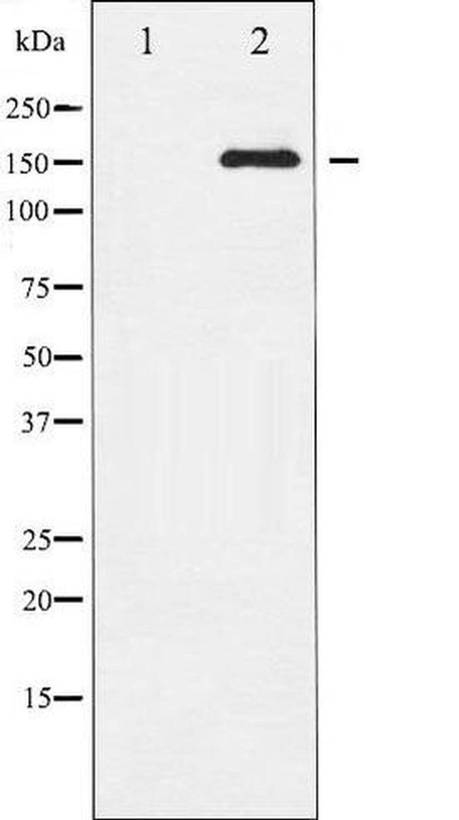 Phospho-EGFR (Ser1071) Antibody in Western Blot (WB)