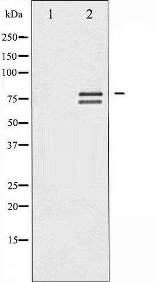 Phospho-Lamin A / C (Ser392) Antibody in Western Blot (WB)
