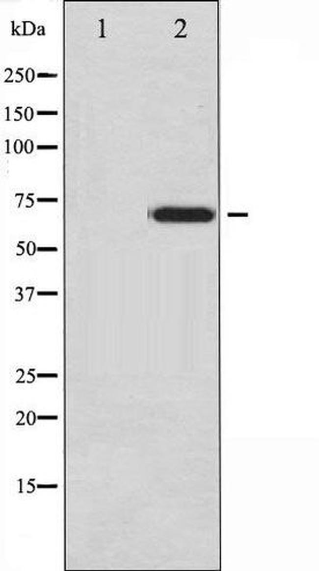 Phospho-Ezrin (Tyr478) Antibody in Western Blot (WB)