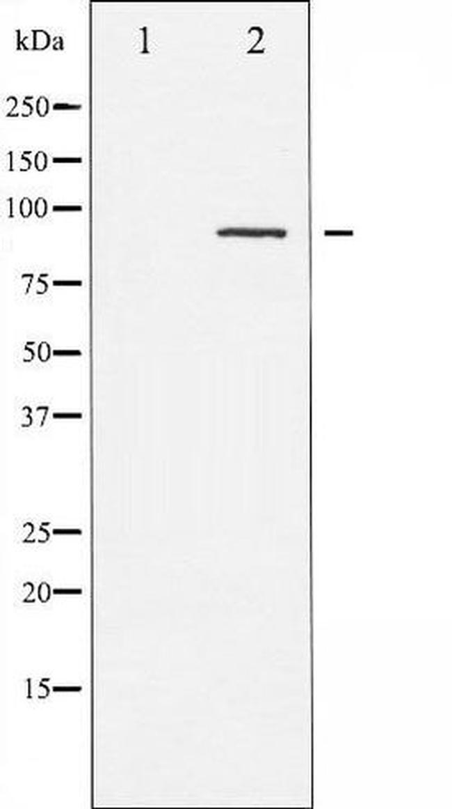 Phospho-PKC pan (Thr497) Antibody in Western Blot (WB)