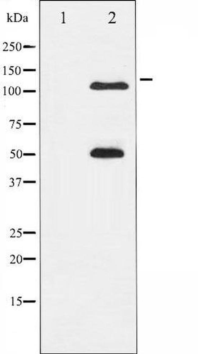 Phospho-NFkB p105 / p50 (Ser337) Antibody in Western Blot (WB)