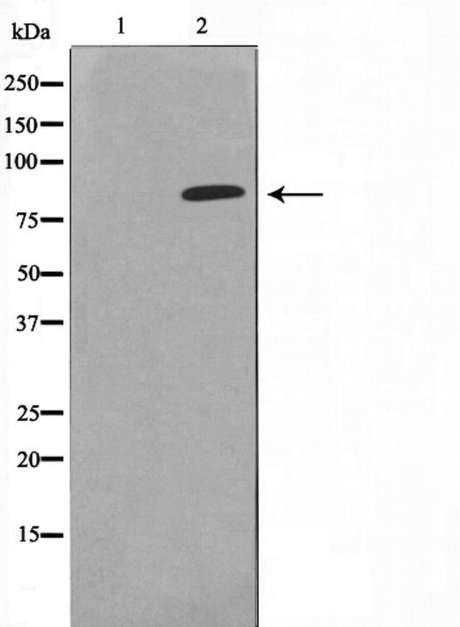 Phospho-PI3 Kinase p85 alpha (Tyr607) Antibody in Western Blot (WB)