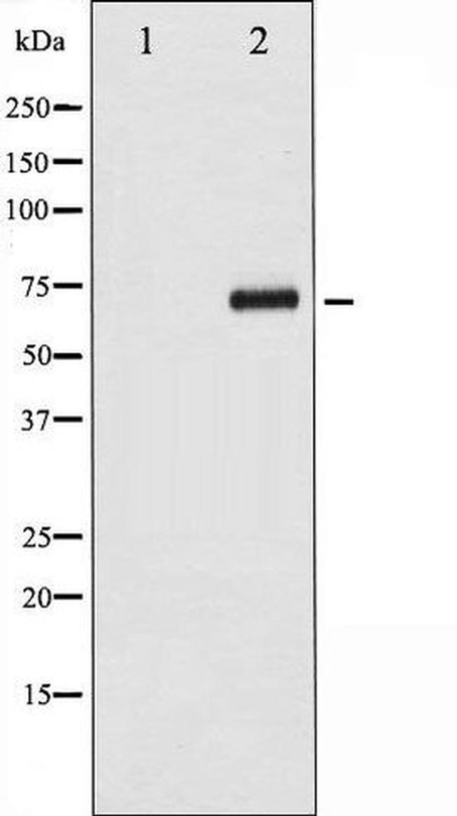 Phospho-CDC25A (Ser124) Antibody in Western Blot (WB)