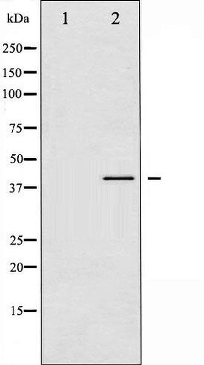Phospho-VASP (Ser157) Antibody in Western Blot (WB)