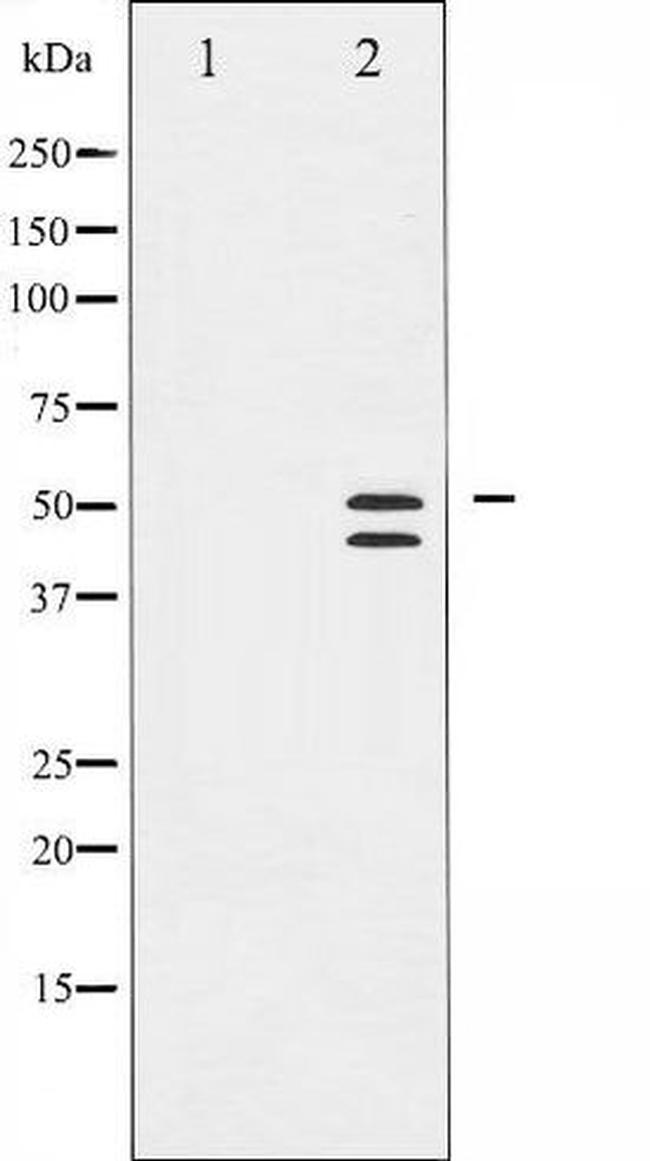 Phospho-VASP (Ser238) Antibody in Western Blot (WB)