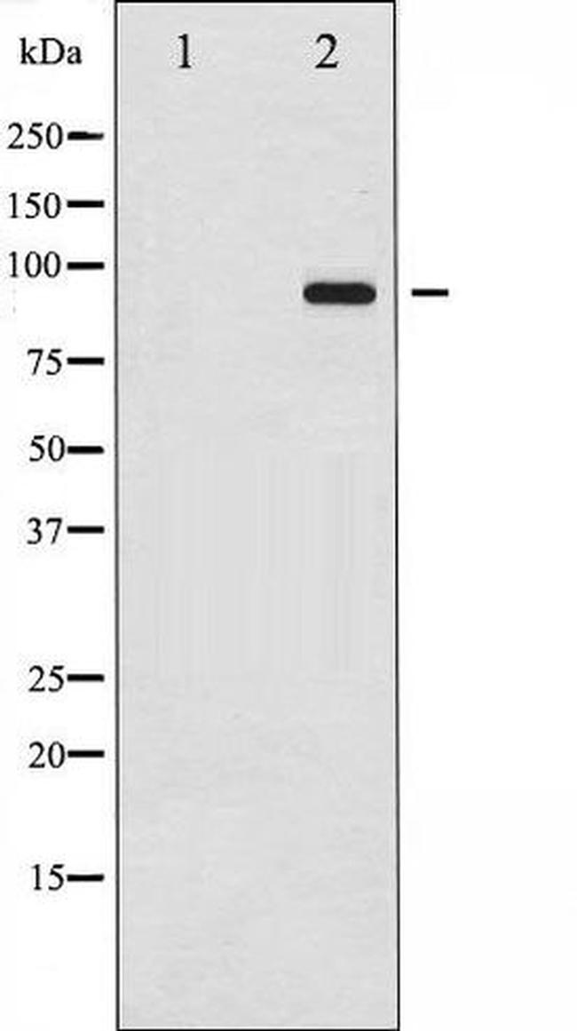 Phospho-Dynamin 1 (Ser774) Antibody in Western Blot (WB)