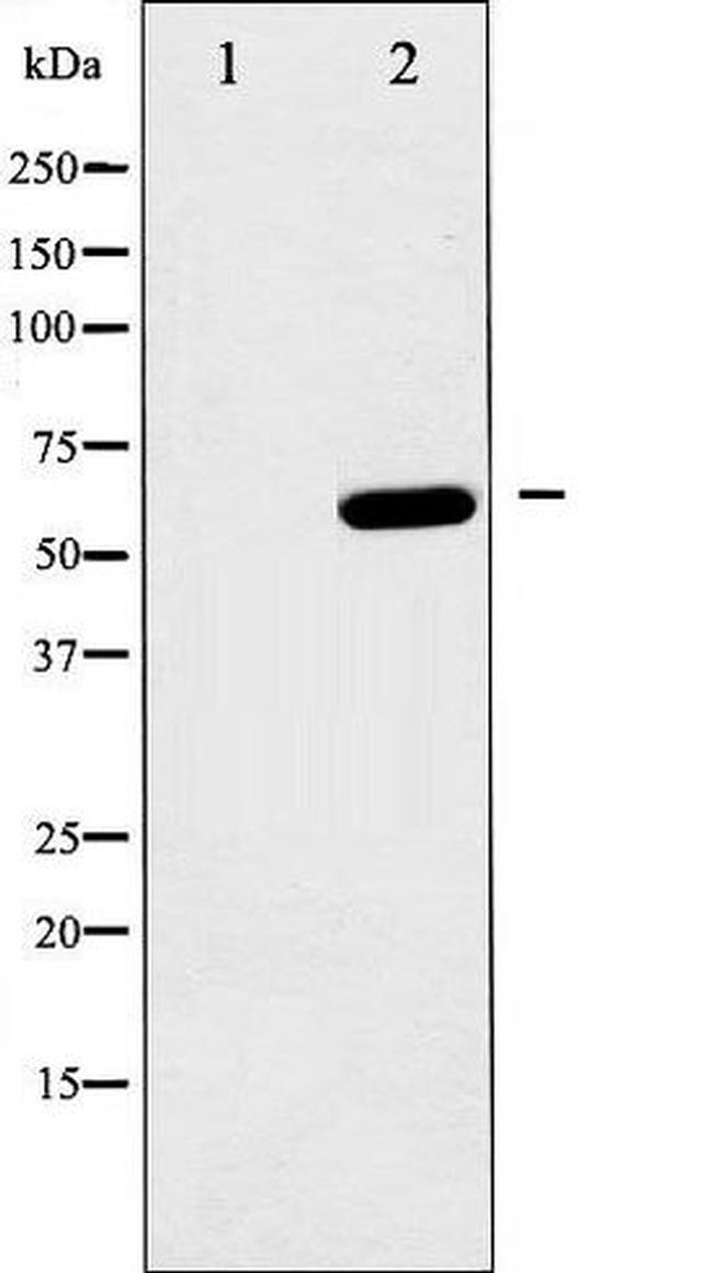 Phospho-AMPK alpha-1 (Ser485) Antibody in Western Blot (WB)