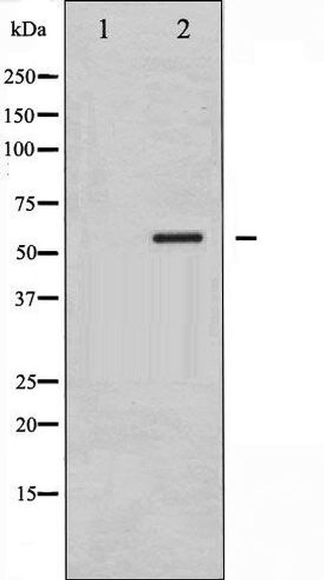Phospho-G3BP1 (Ser232) Antibody in Western Blot (WB)