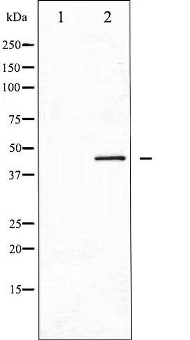 Phospho-CDC37 (Ser13) Antibody in Western Blot (WB)