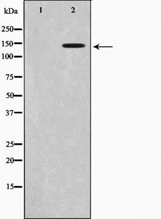 Phospho-TrkB (Tyr515) Antibody in Western Blot (WB)