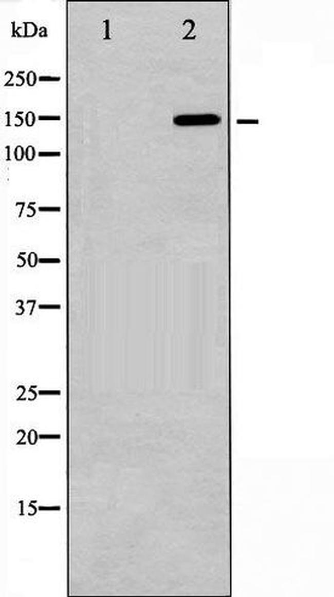 Phospho-GRF-1 (Tyr1105) Antibody in Western Blot (WB)