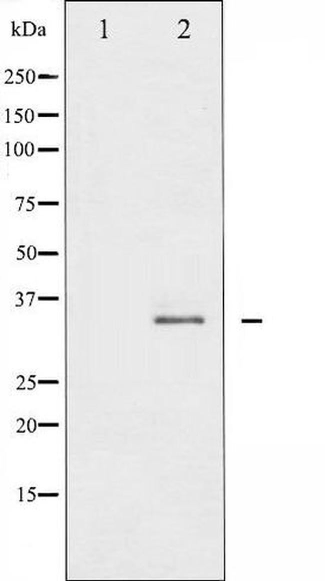 Phospho-Syntaxin 1 (Ser14) Antibody in Western Blot (WB)