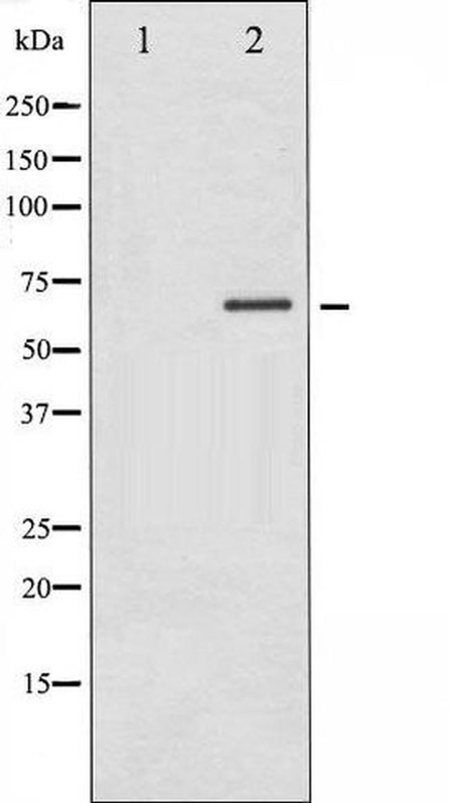 Phospho-LKB1/STK11 (Thr189) Antibody in Western Blot (WB)