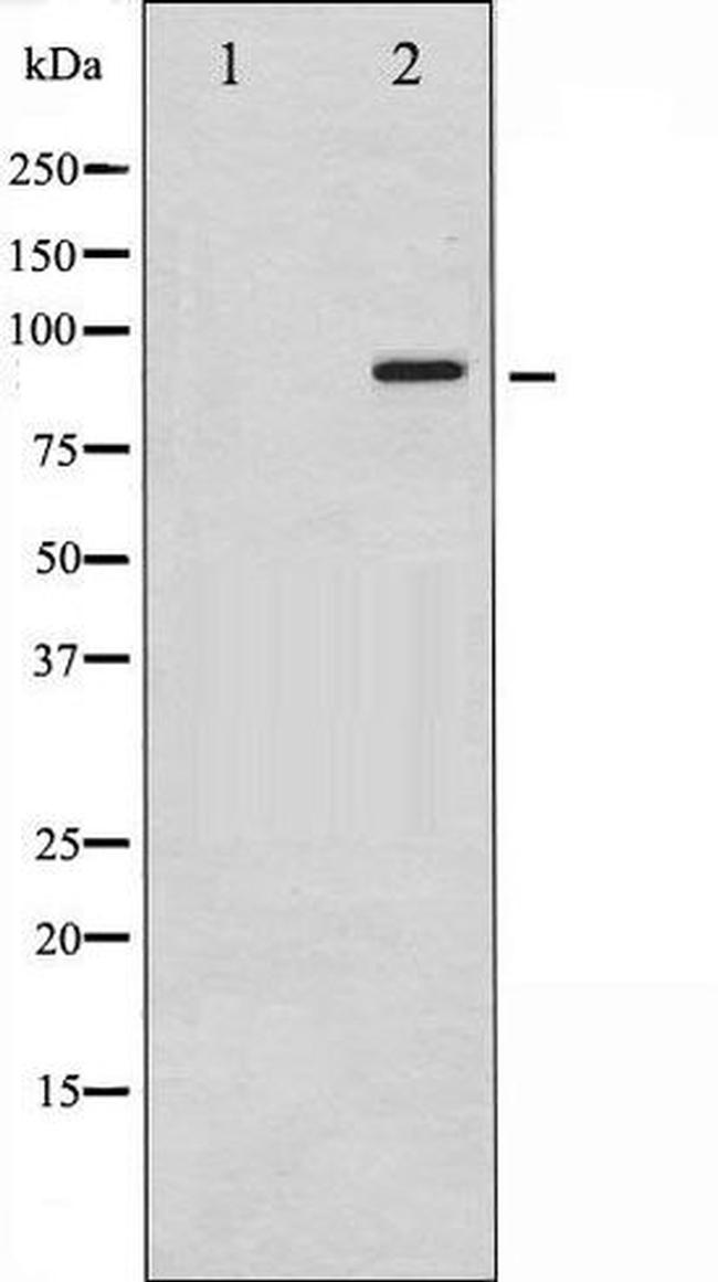 Phospho- KV2.1 (Ser805) Antibody in Western Blot (WB)