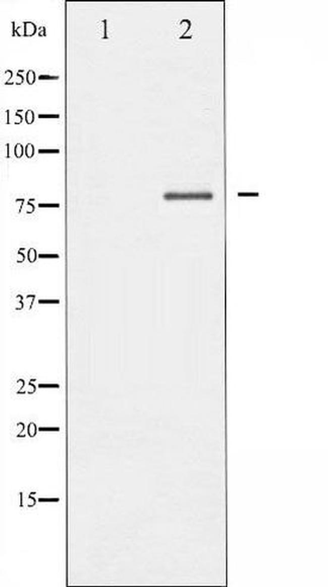 Phospho-FOXO pan (Thr24, Thr32) Antibody in Western Blot (WB)