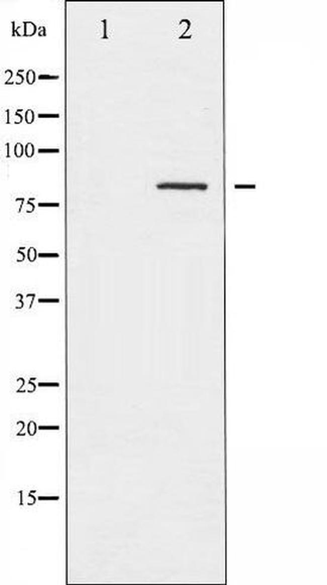 Phospho-Caldesmon (Ser789) Antibody in Western Blot (WB)