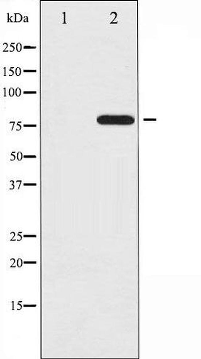 Phospho-PKC delta (Tyr64) Antibody in Western Blot (WB)