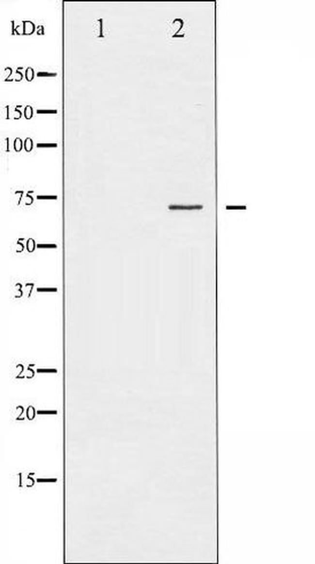 Phospho-PKC zeta (Thr410) Antibody in Western Blot (WB)