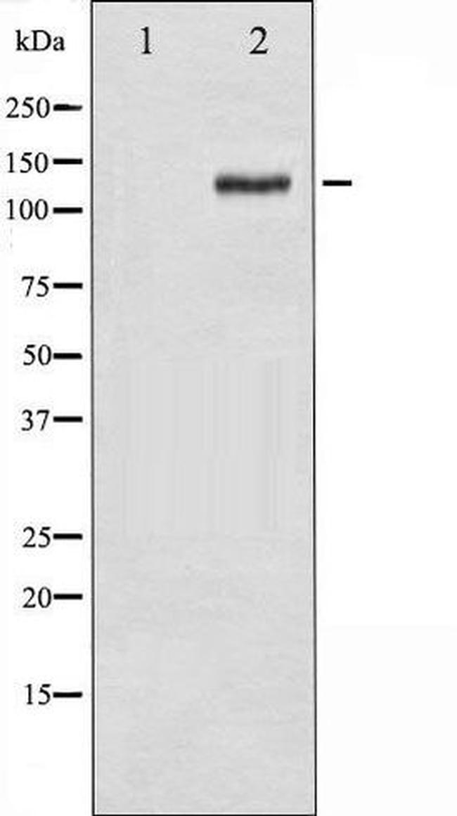 Phospho-FAK / PTK2 (Tyr925) Antibody in Western Blot (WB)