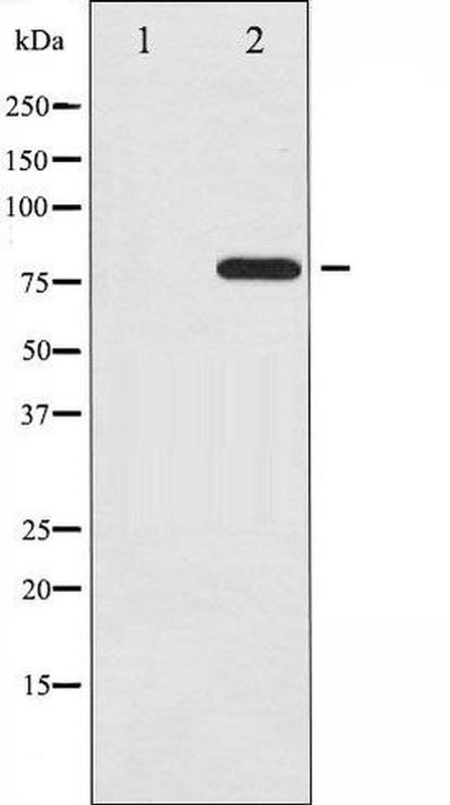 Phospho-c-Rel (Ser503) Antibody in Western Blot (WB)