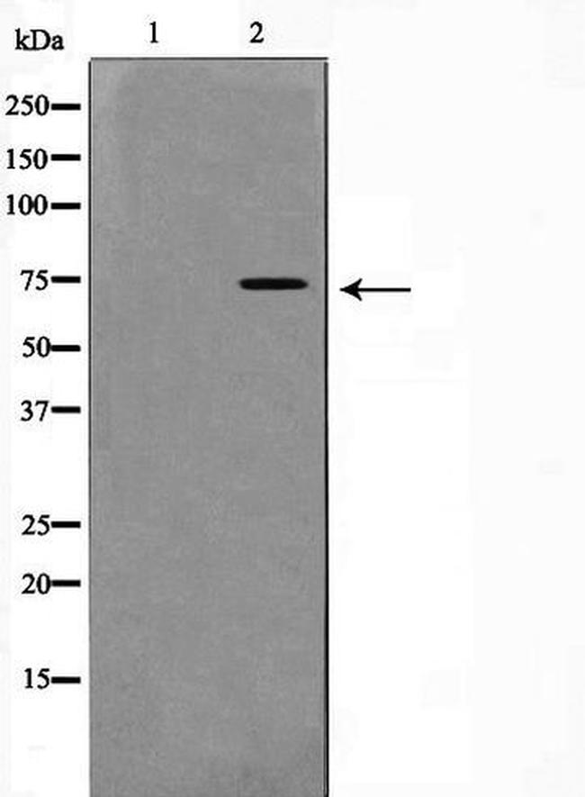Phospho-NF-kB p65 (Ser311) Antibody in Western Blot (WB)