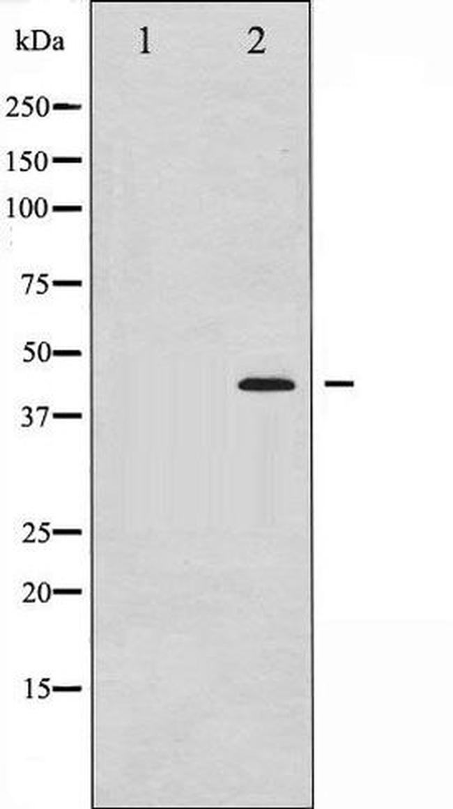 Phospho-MEK1 + MEK2 (Ser221) Antibody in Western Blot (WB)