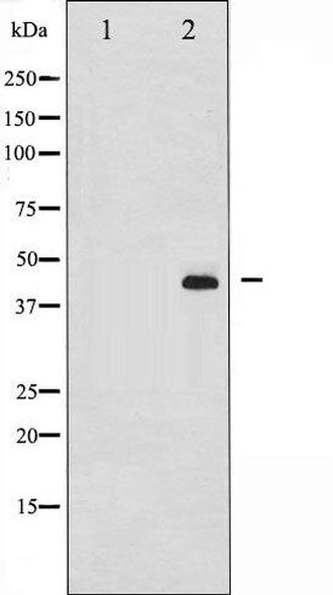 Phospho-MEK1 + MEK2 (Ser217) Antibody in Western Blot (WB)