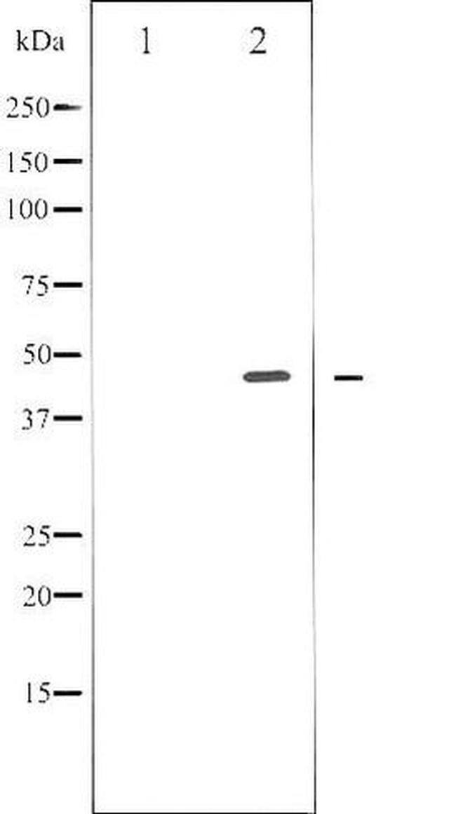 Phospho-E2F1 (Thr433) Antibody in Western Blot (WB)