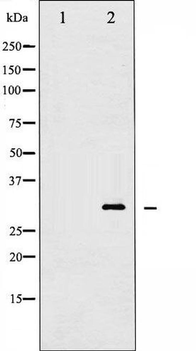 Phospho-14-3-3 delta/zeta (Thr232) Antibody in Western Blot (WB)