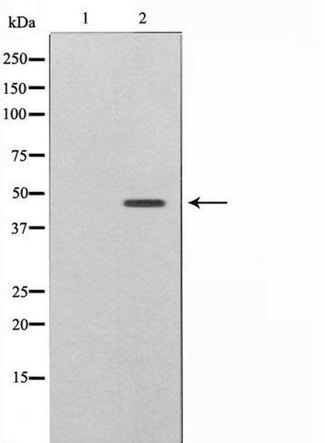 Phospho-Caspase 9 (Thr125) Antibody in Western Blot (WB)