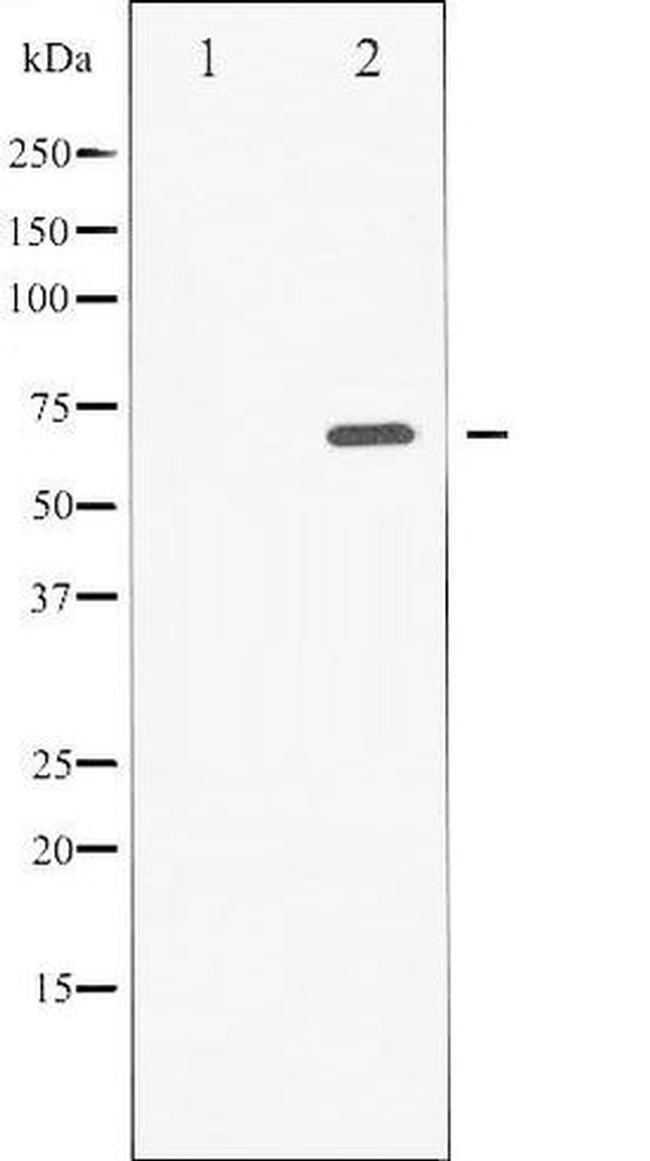 Phospho-SYK (Tyr525) Antibody in Western Blot (WB)