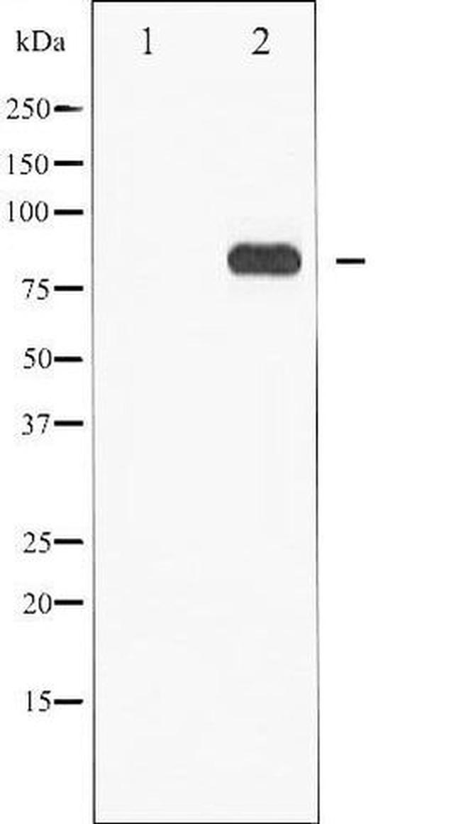 Phospho-STAT5 alpha/beta (Ser726, Ser731) Antibody in Western Blot (WB)