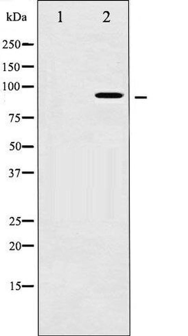 Phospho-AHR (Ser36) Antibody in Western Blot (WB)