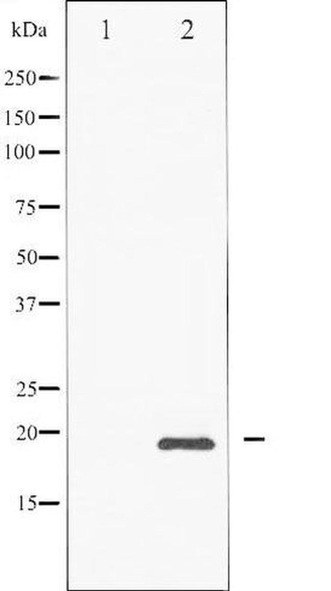 Phospho-CHOP / GADD153 (Ser30) Antibody in Western Blot (WB)